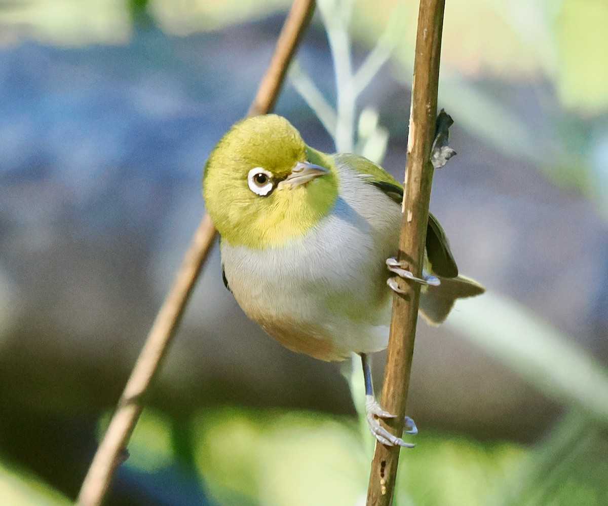 Silvereye - ML635221191
