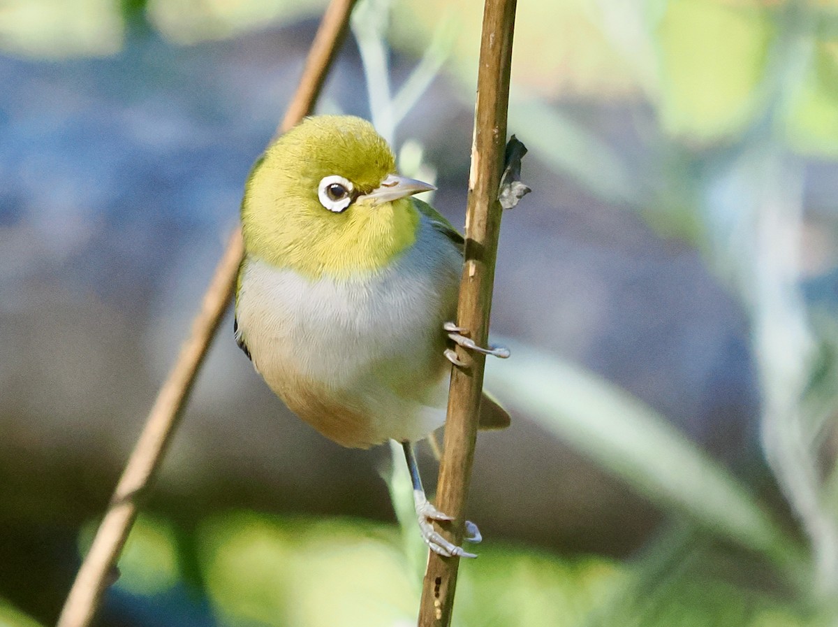 Silvereye - ML635221192