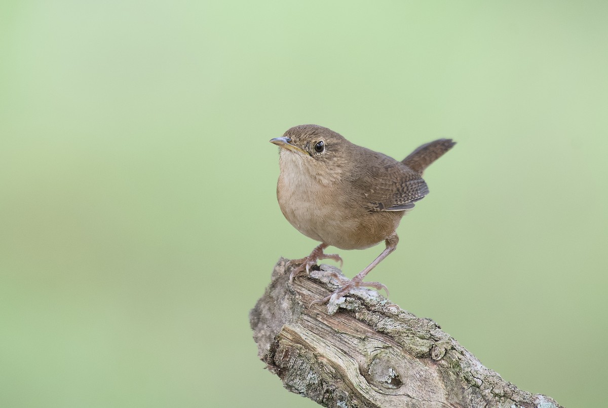 Southern House Wren - ML635221236