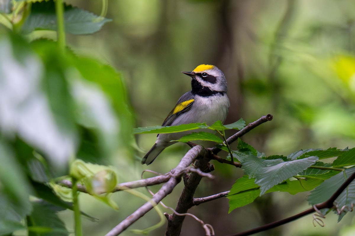 Golden-winged Warbler - ML635221275