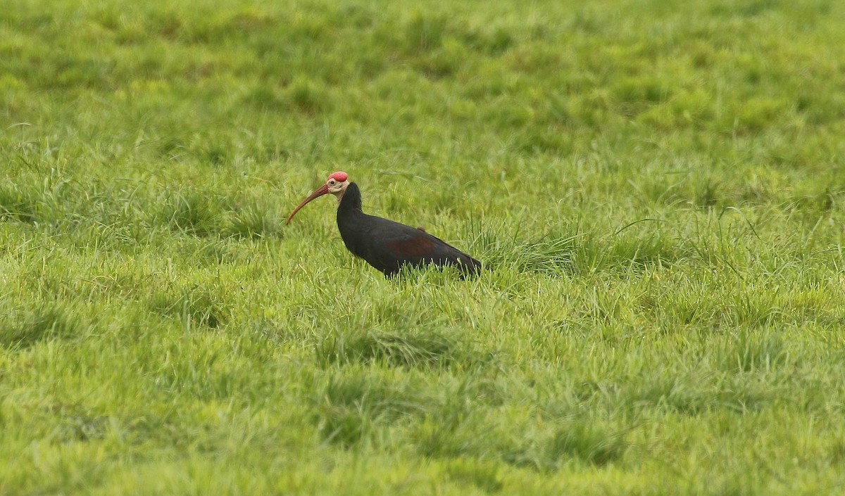 Southern Bald Ibis - ML635221276