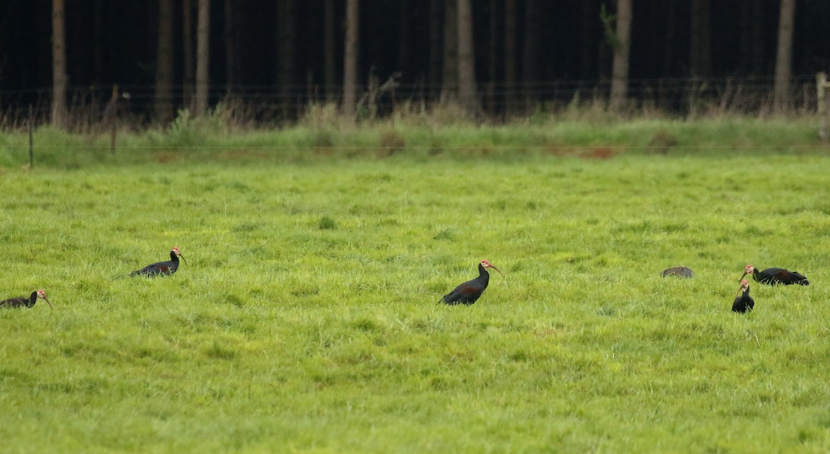Southern Bald Ibis - ML635221277