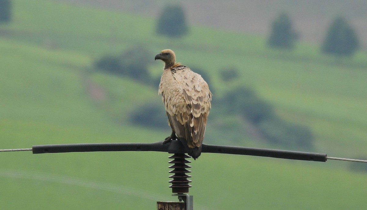 Cape Griffon - ML635221279