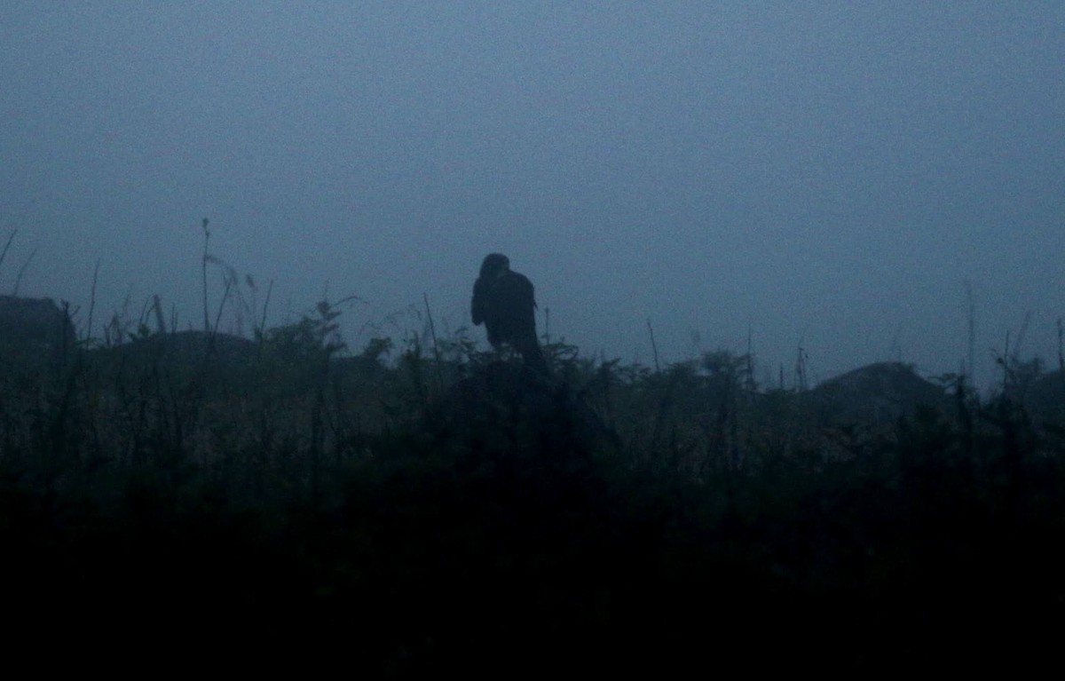 Black Goshawk - ML635221283