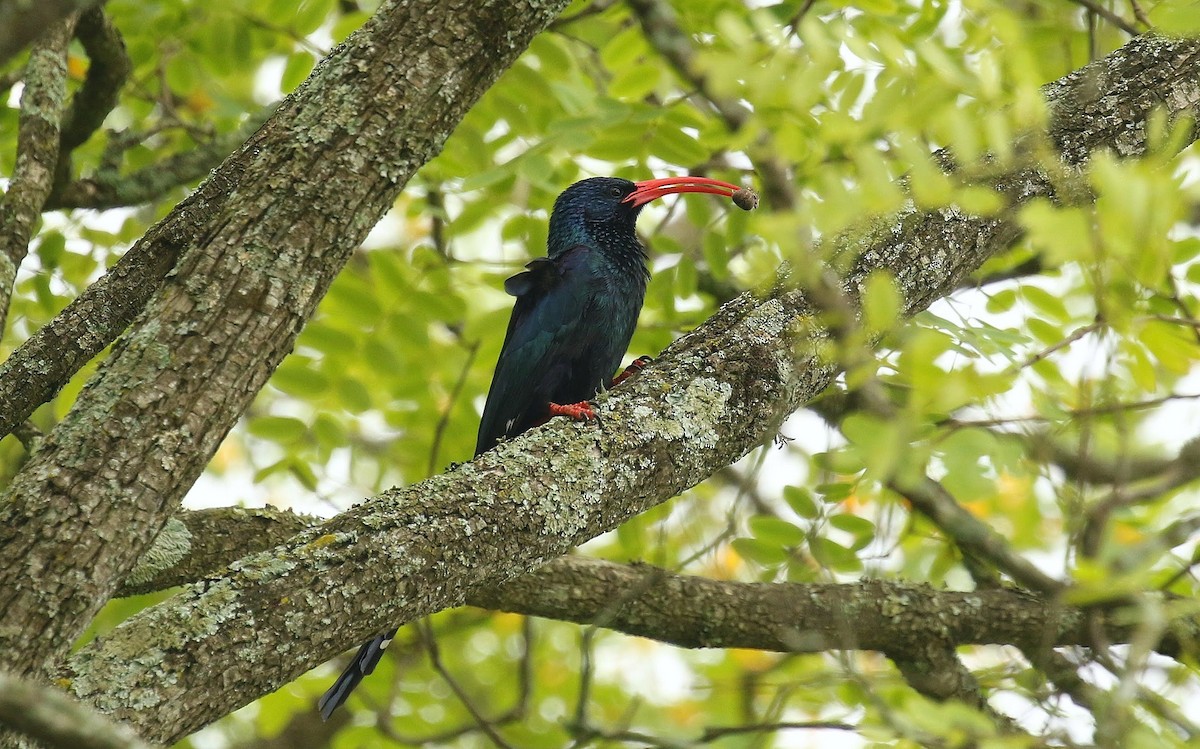 Green Woodhoopoe - ML635221284