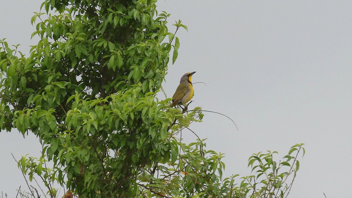 Bokmakierie - ML635221285