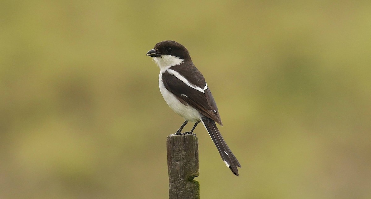 Southern Fiscal - ML635221286