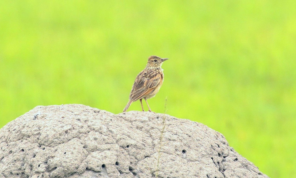 Rufous-naped Lark - ML635221287