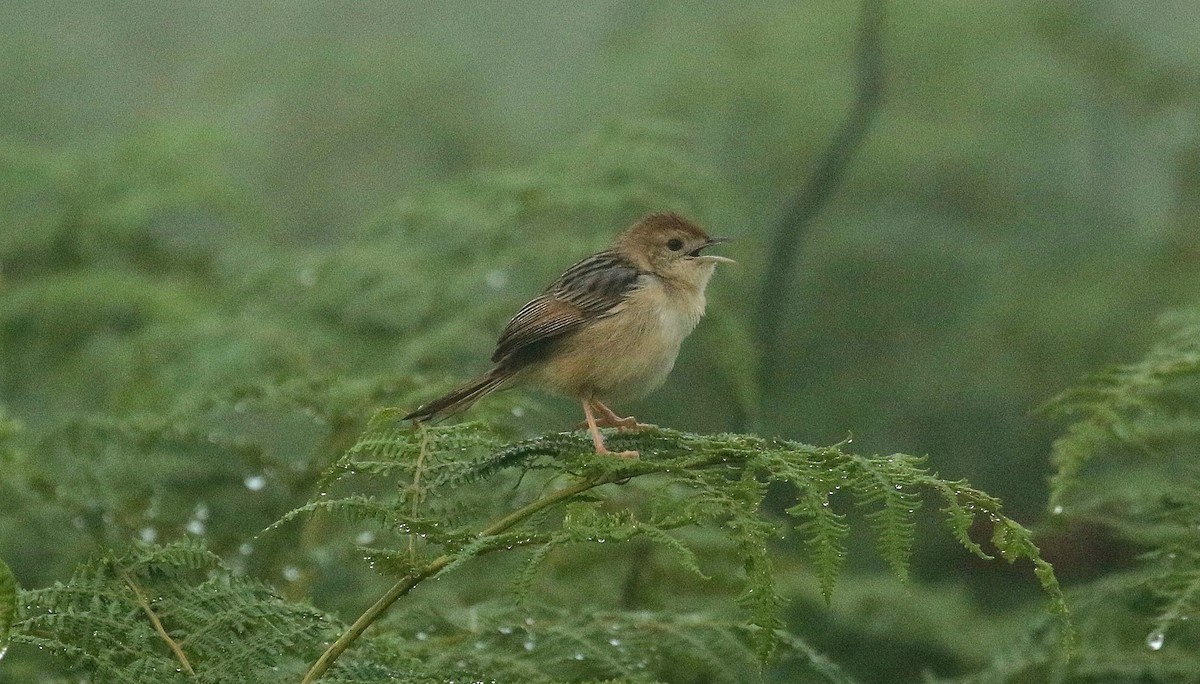Wailing Cisticola - ML635221290