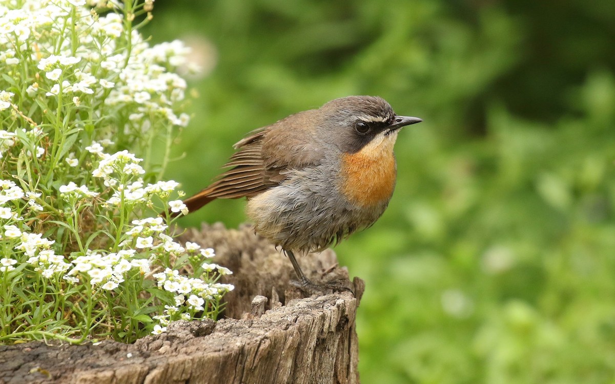 Cape Robin-Chat - ML635221291