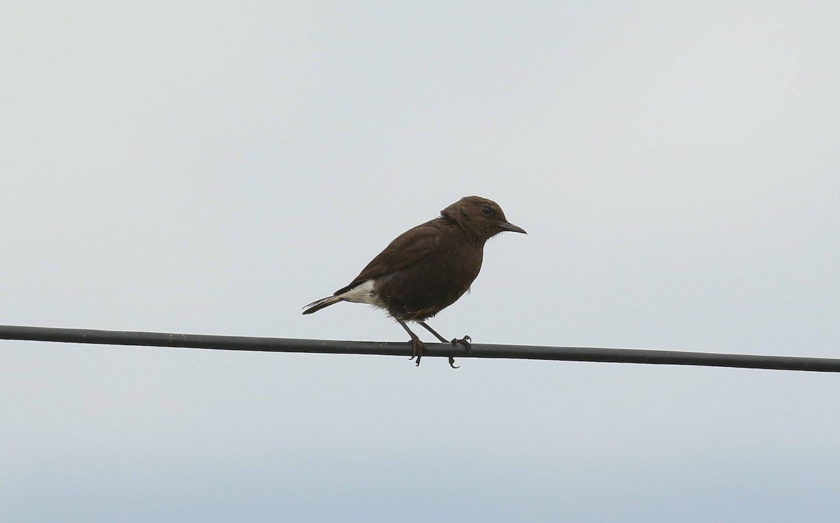 Mountain Chat - ML635221297