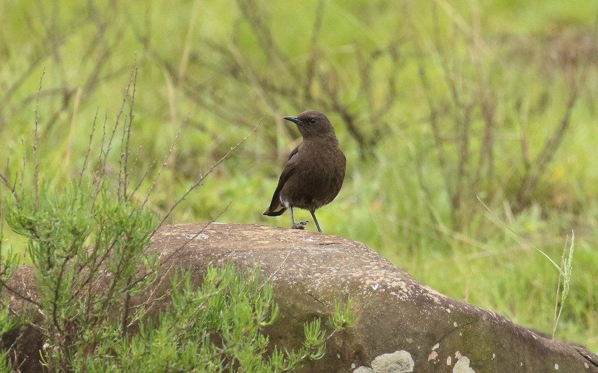 Mountain Chat - ML635221298