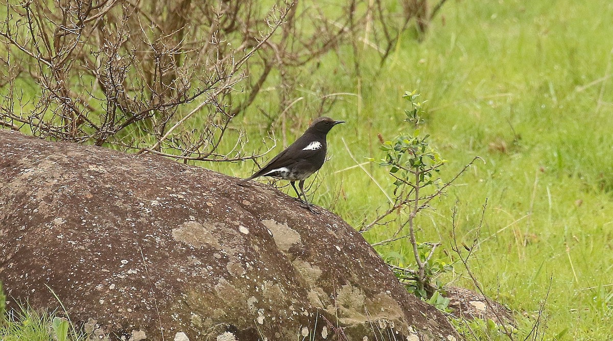 Mountain Chat - ML635221299