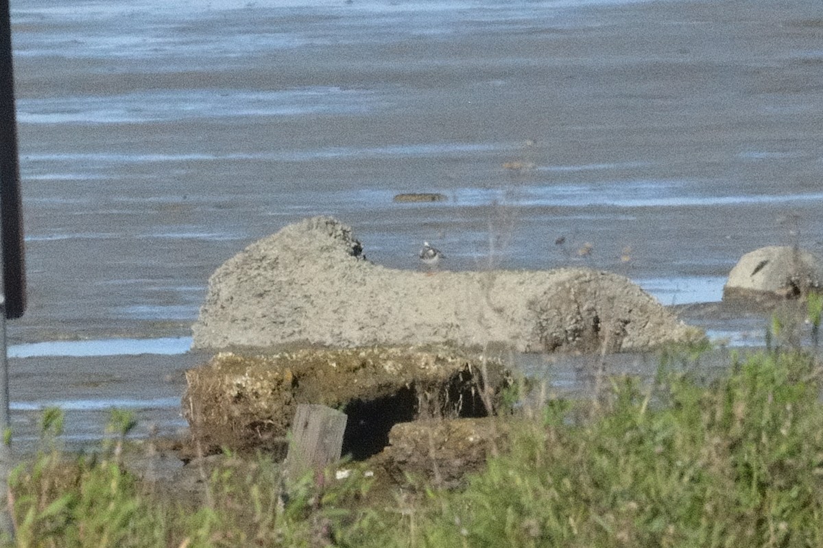 Алаг хайргач - ML635221312