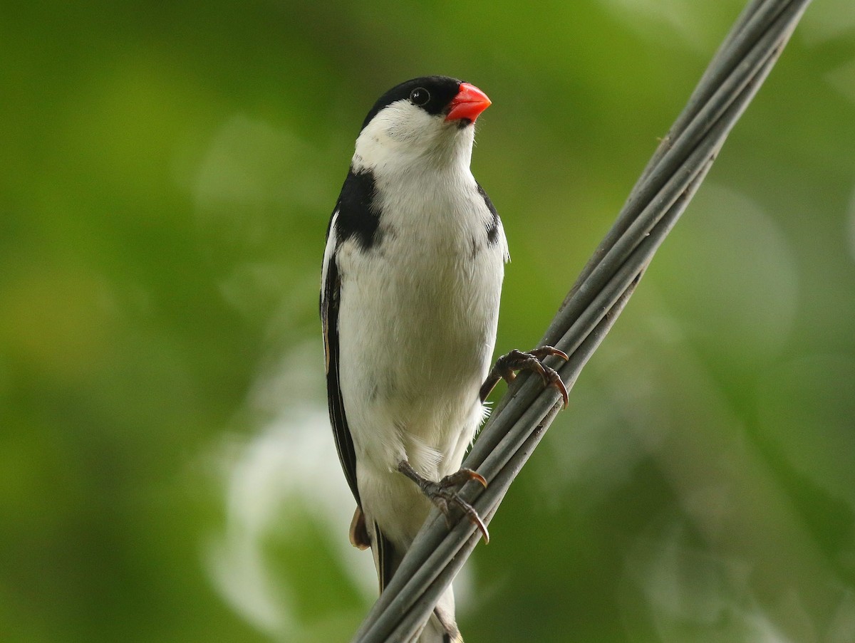 Pin-tailed Whydah - ML635221320