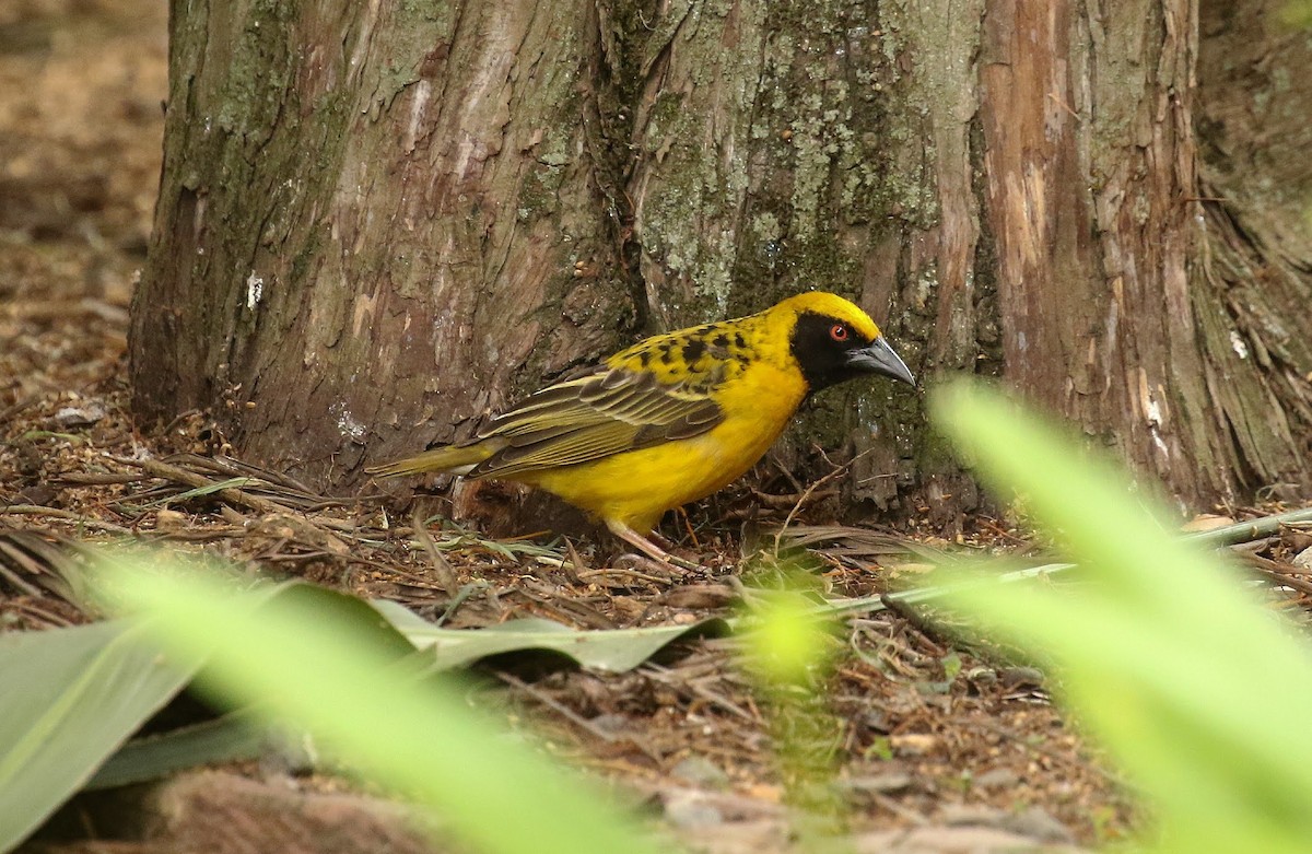 Village Weaver - ML635221328