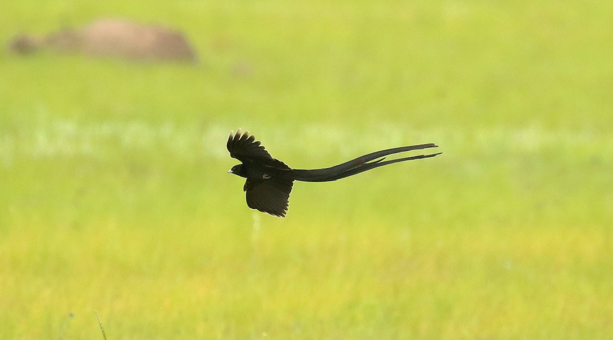 Long-tailed Widowbird - ML635221341