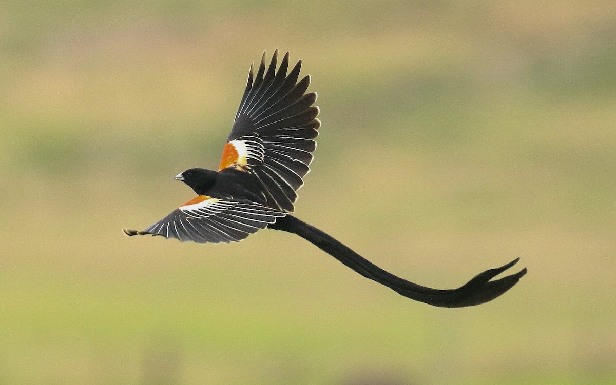 Long-tailed Widowbird - ML635221342