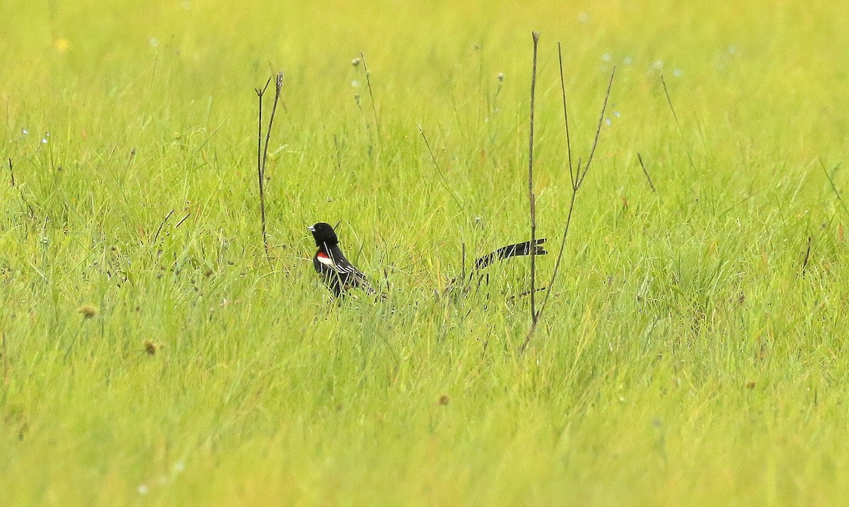 Long-tailed Widowbird - ML635221343