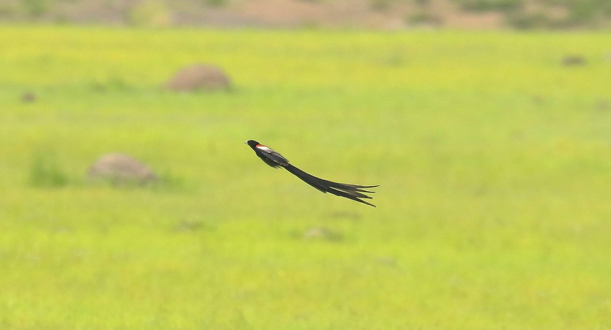 Long-tailed Widowbird - ML635221344