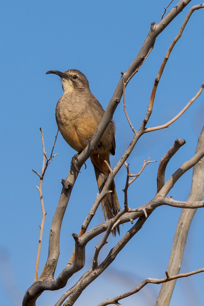 California Thrasher - ML635221354