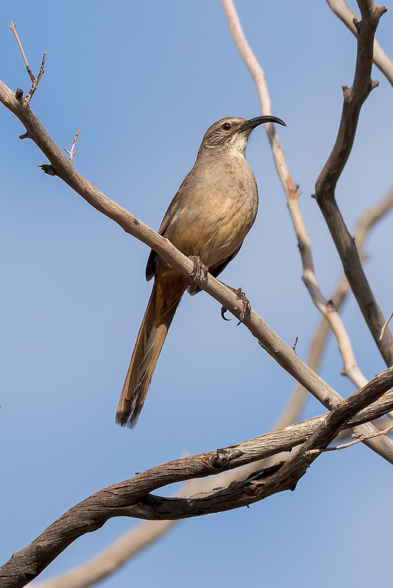 California Thrasher - ML635221355
