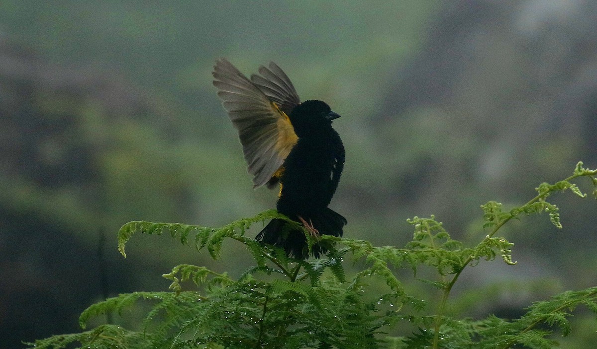 Yellow Bishop - ML635221358