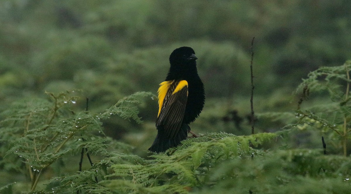 Yellow Bishop - ML635221359