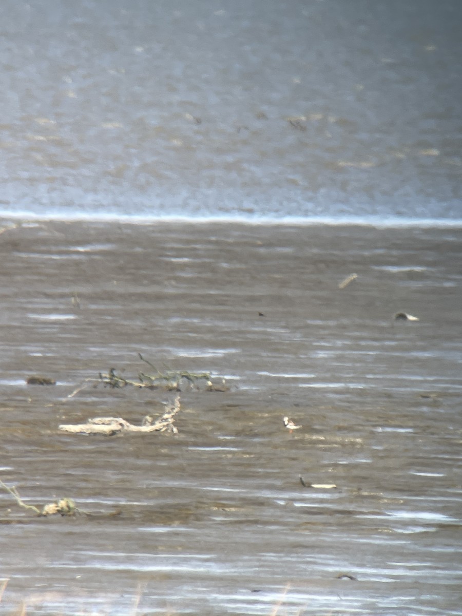 Алаг хайргач - ML635221378