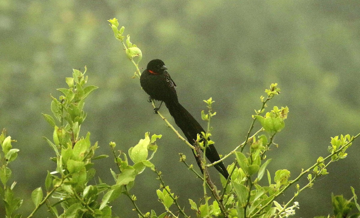 Red-collared Widowbird - ML635221381