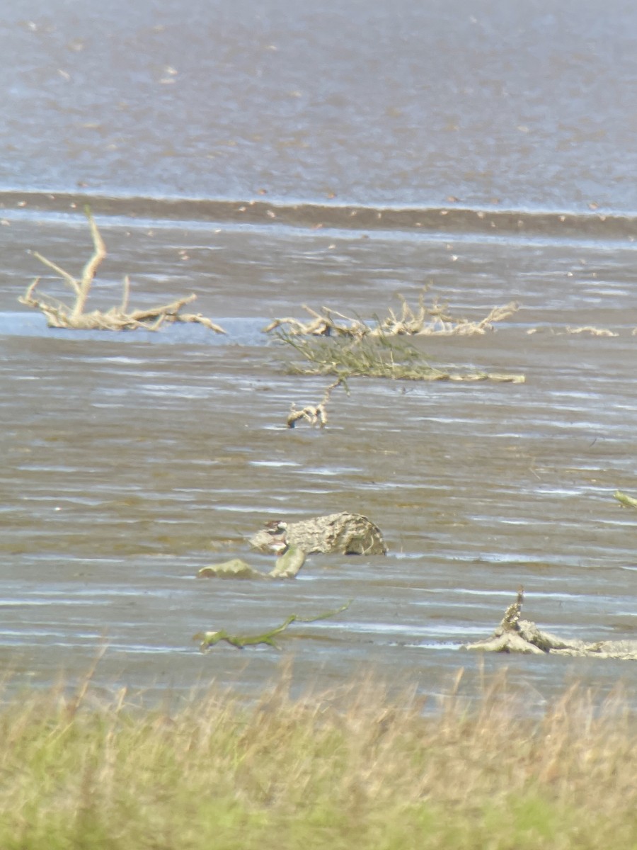 Алаг хайргач - ML635221458