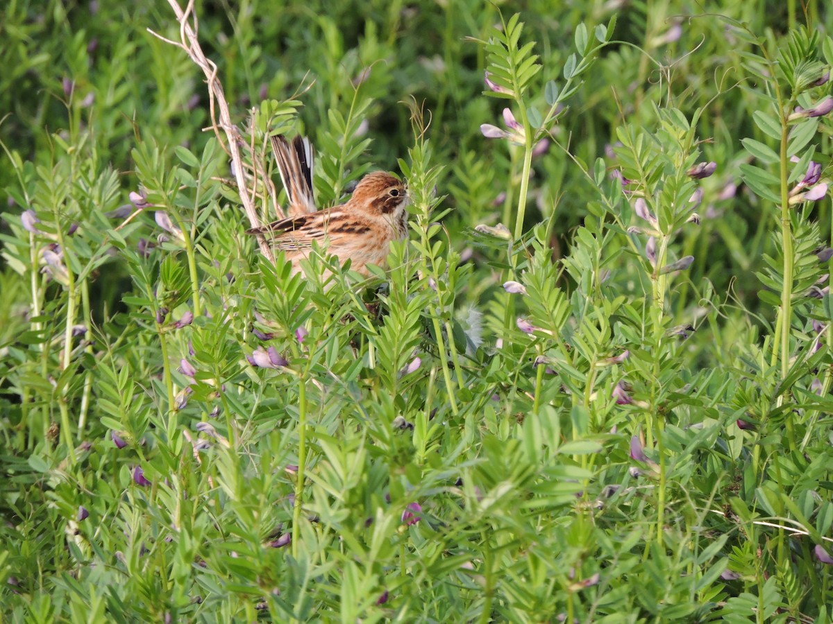 Pallas's Bunting - ML635221534