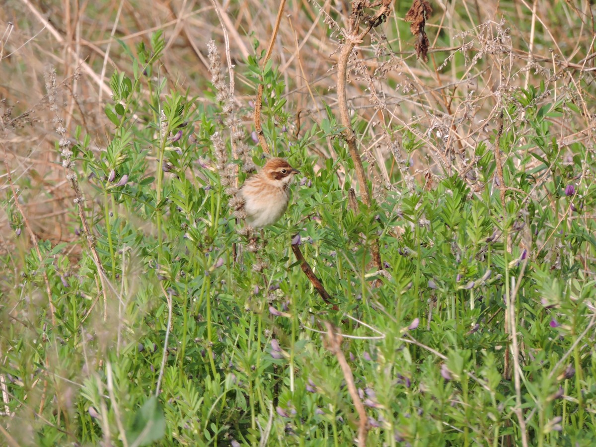 Pallas's Bunting - ML635221535
