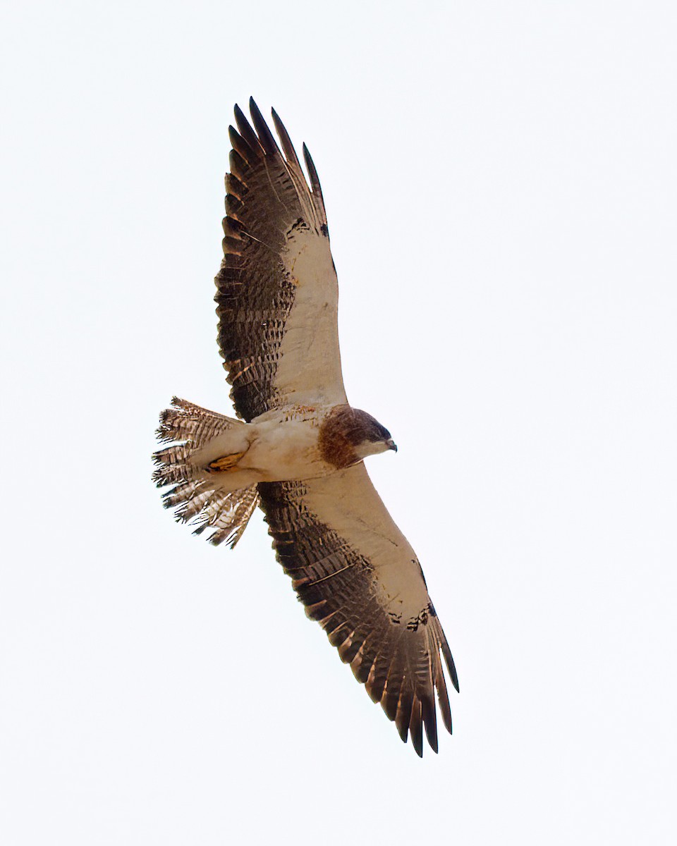 Swainson's Hawk - ML635221588