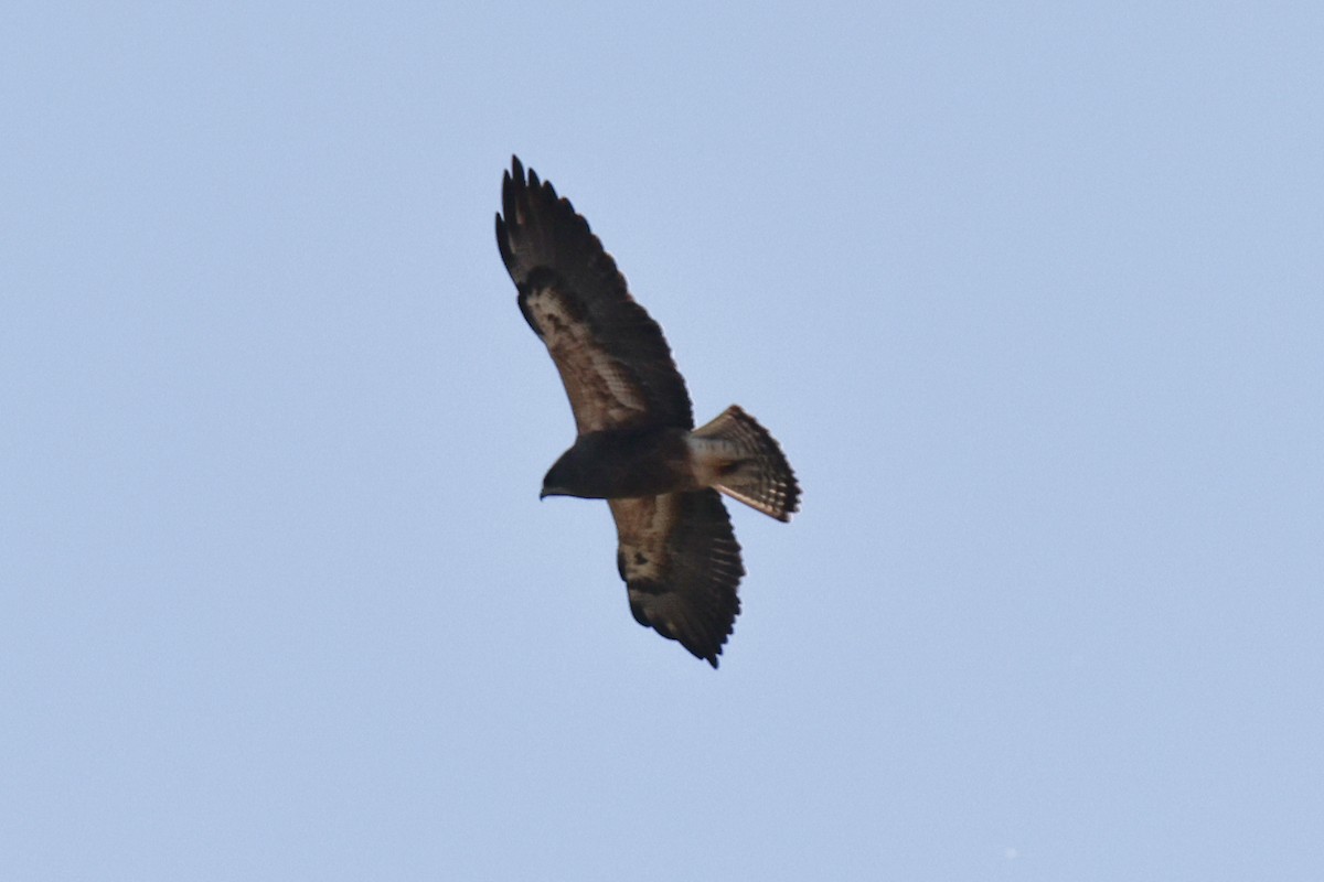Swainson's Hawk - ML635221646