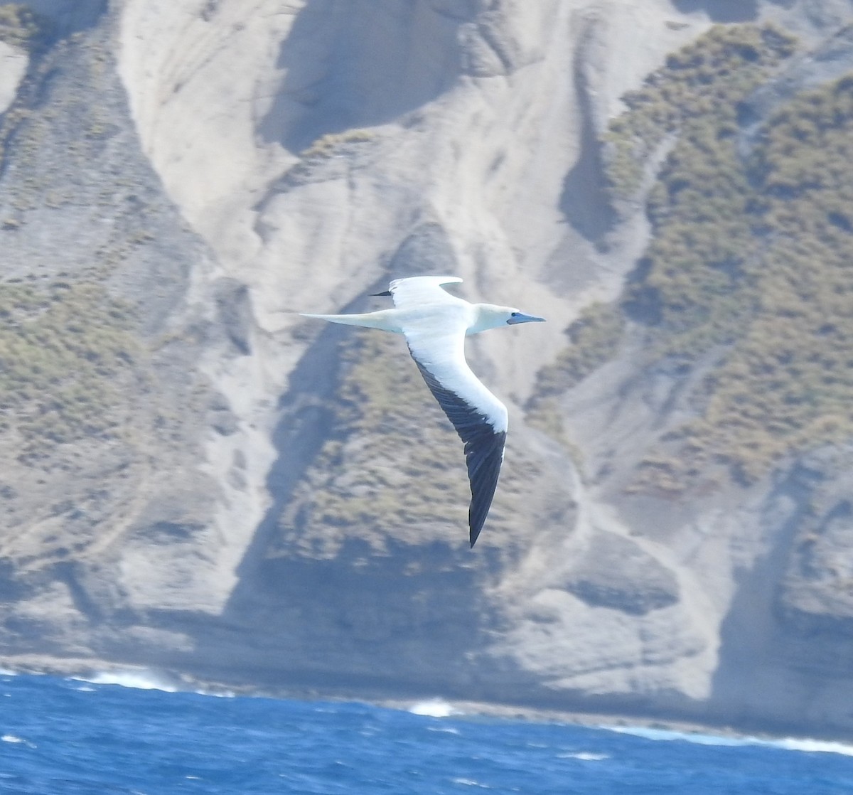 Red-footed Booby - ML635221677