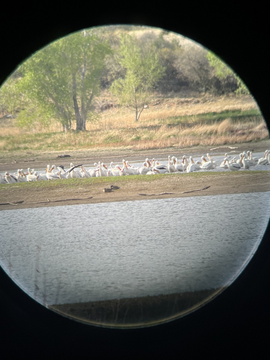 American White Pelican - ML635221698
