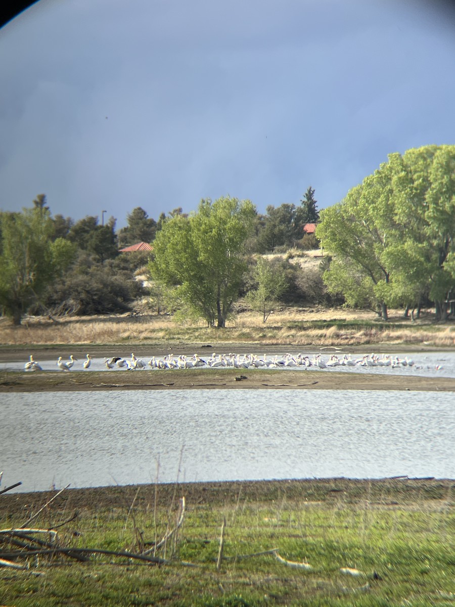 American White Pelican - ML635221699
