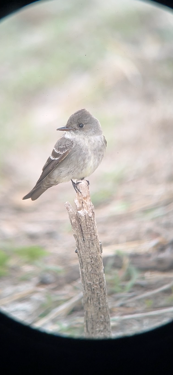 Western Wood-Pewee - ML635221701