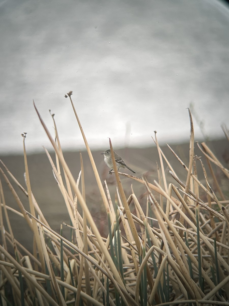 Gray Flycatcher - ML635221702