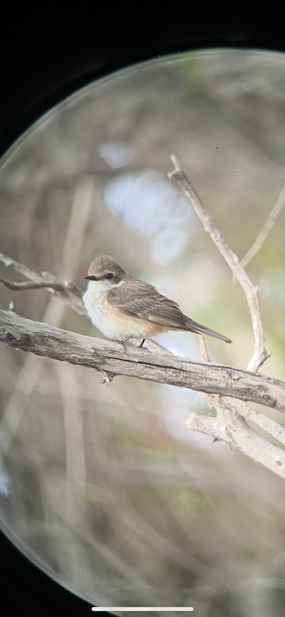 Vermilion Flycatcher - ML635221703