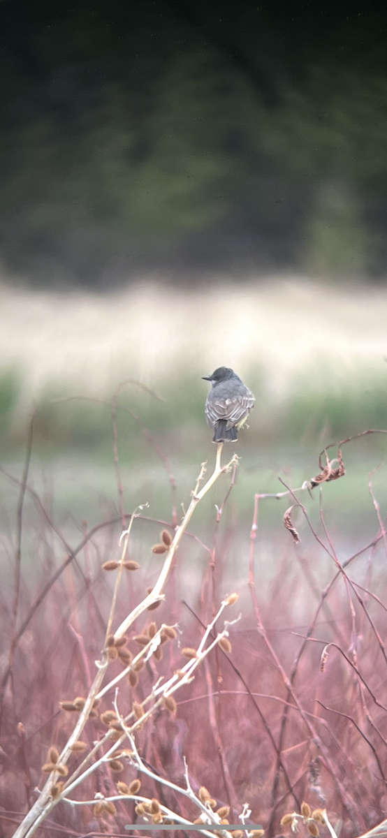 Cassin's Kingbird - ML635221704