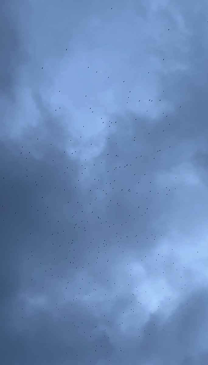 Northern Rough-winged Swallow - ML635221709
