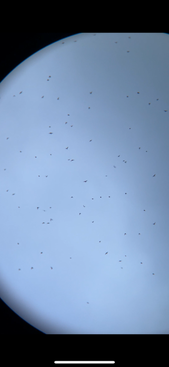 Northern Rough-winged Swallow - ML635221710