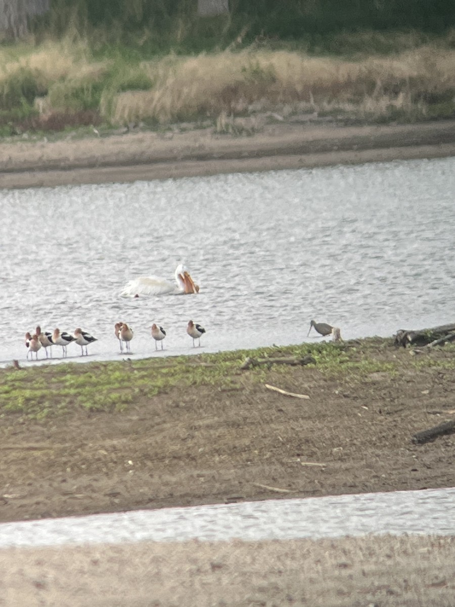 Marbled Godwit - ML635221715