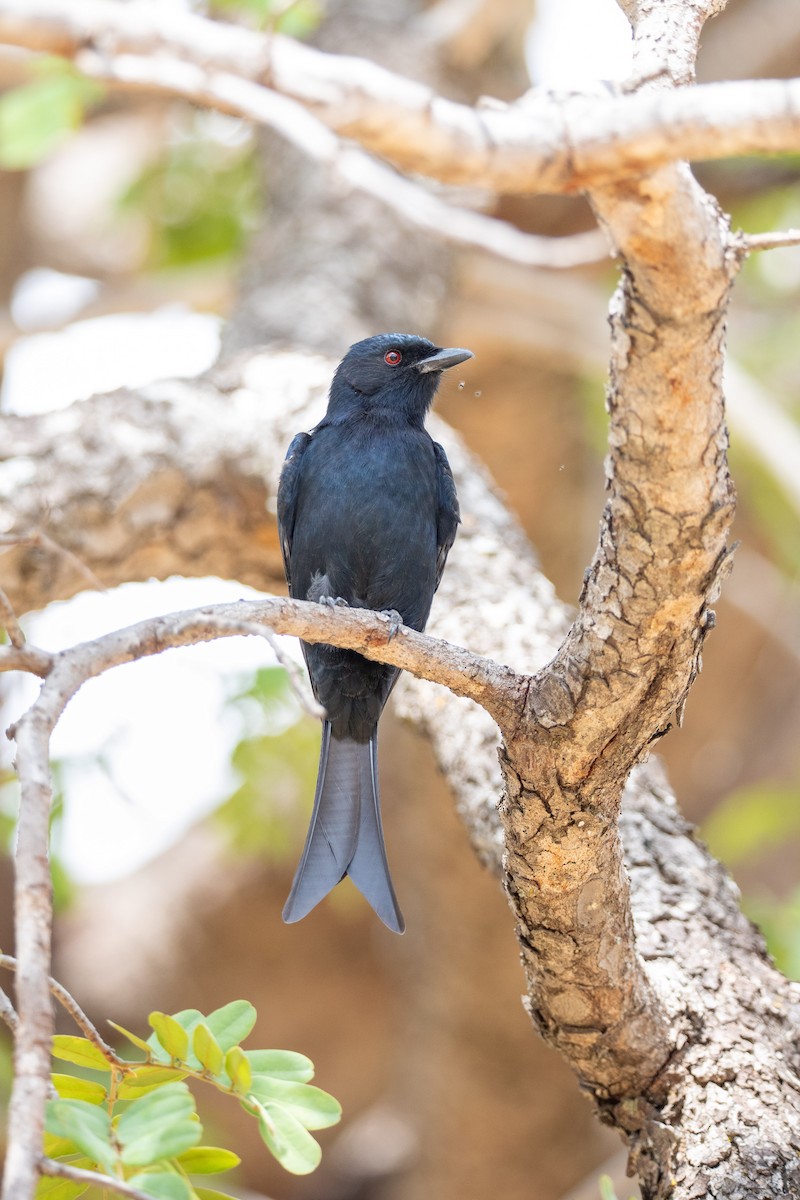 Fork-tailed Drongo - ML635221847