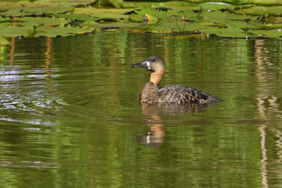 Dendrocygne à dos blanc - ML635222143