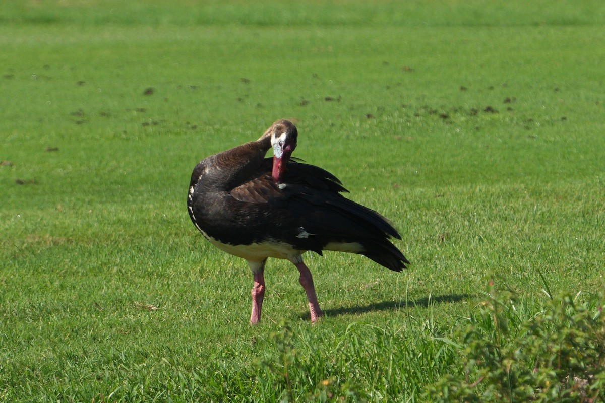 ツメバガン - ML635222148