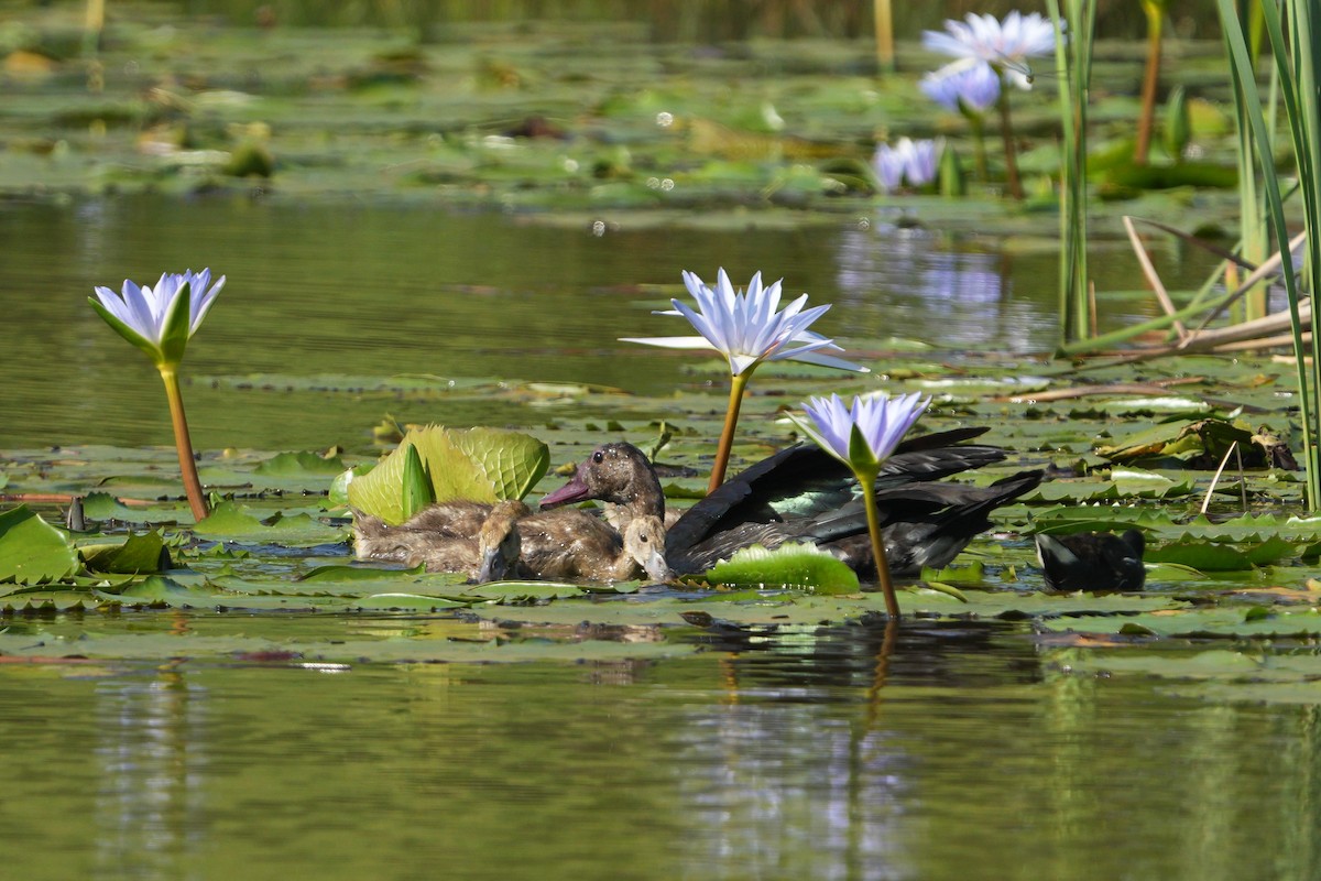 ツメバガン - ML635222149