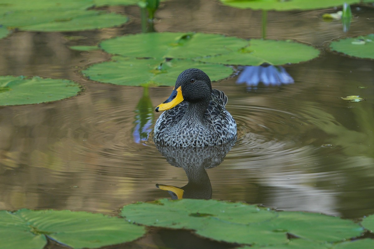 キバシガモ - ML635222151